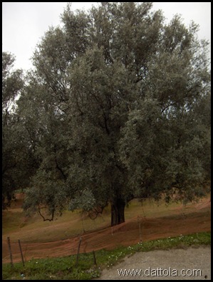 Immagine 017 pianta ulivo