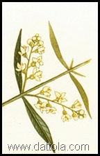 fiori dell-olivo